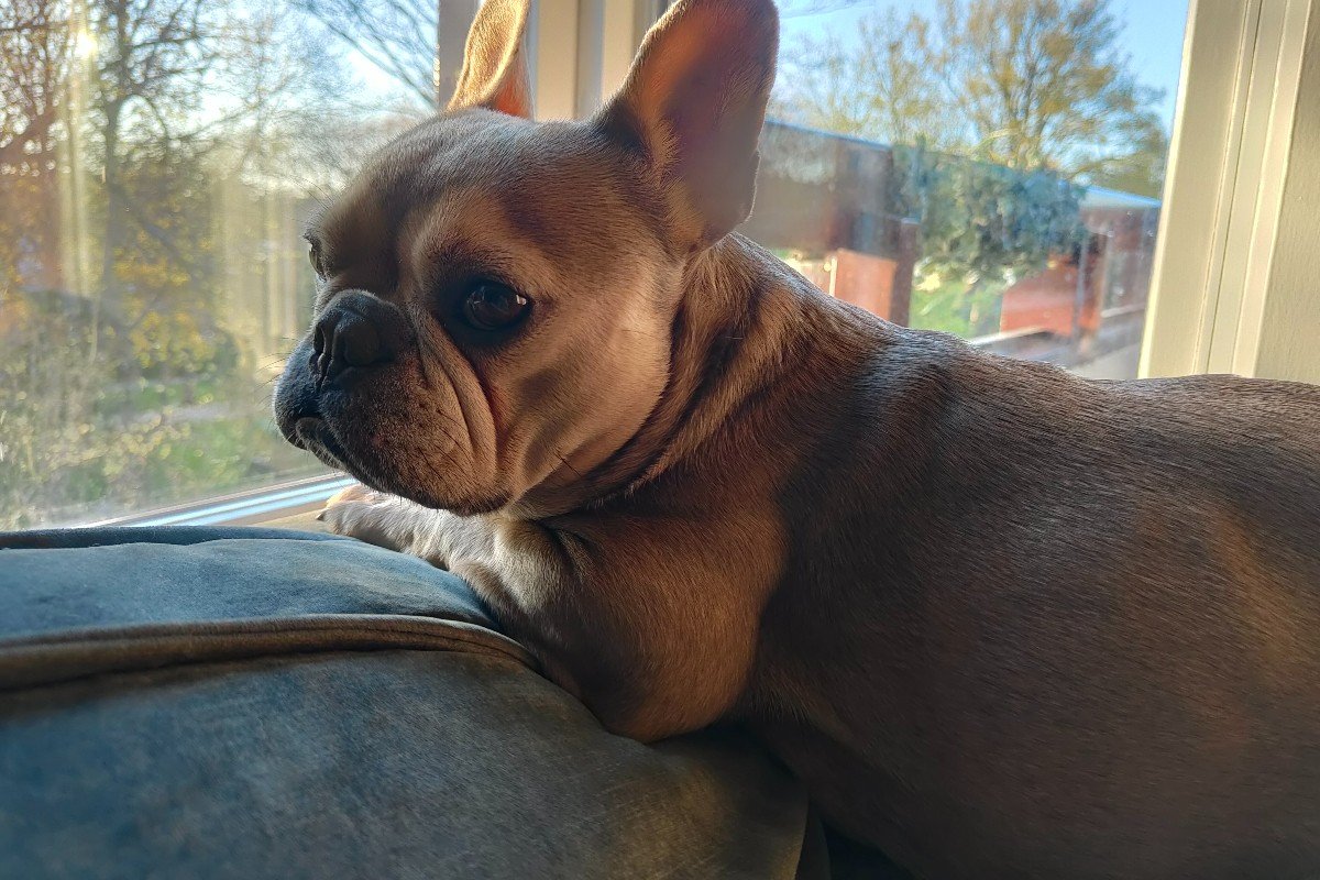 Miep