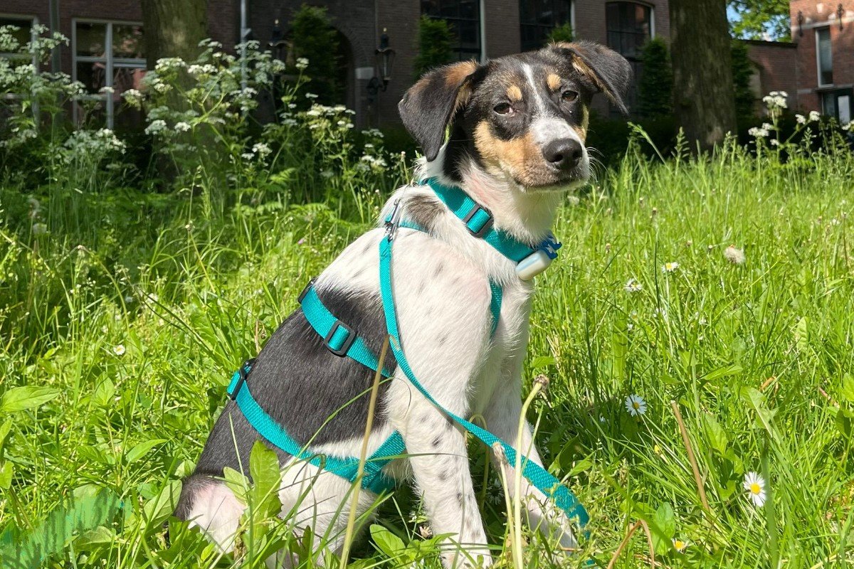 Indigo
