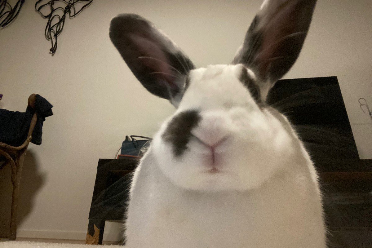 Nala
