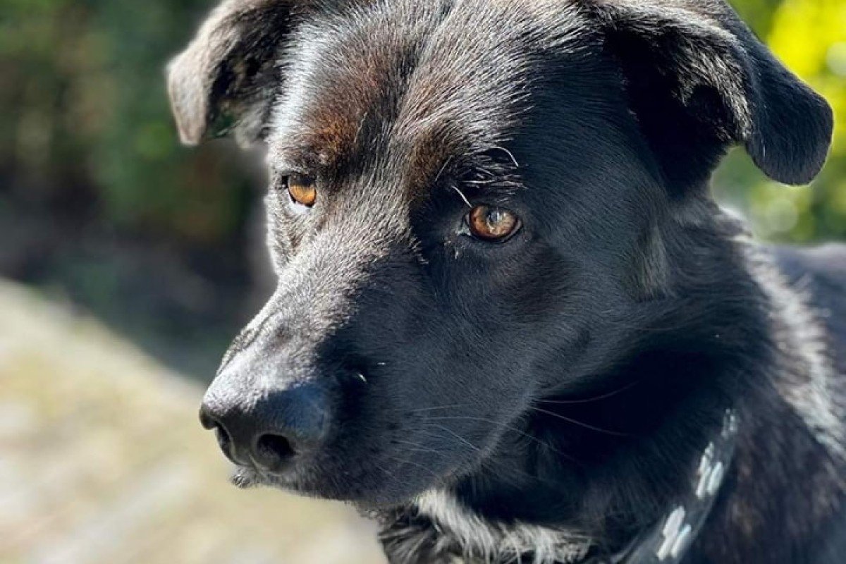 Zorro