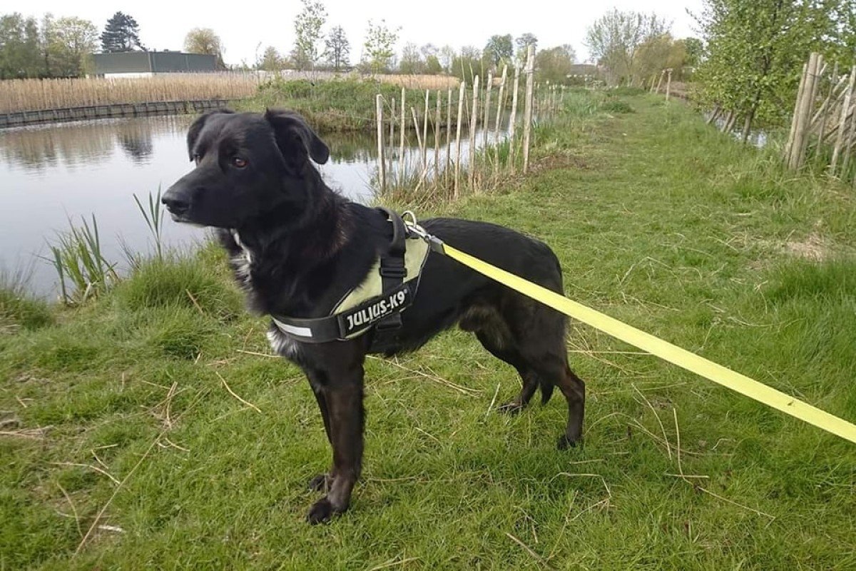 Zorro