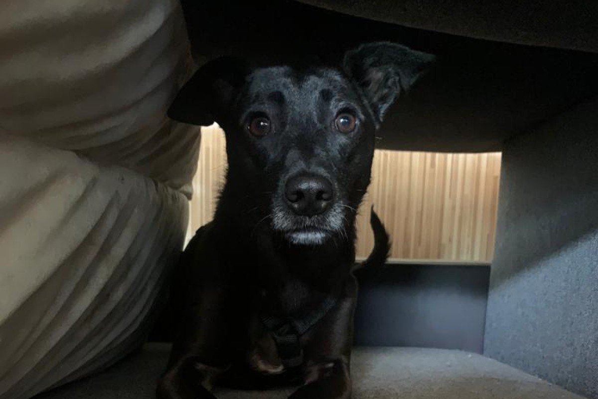 Zorro