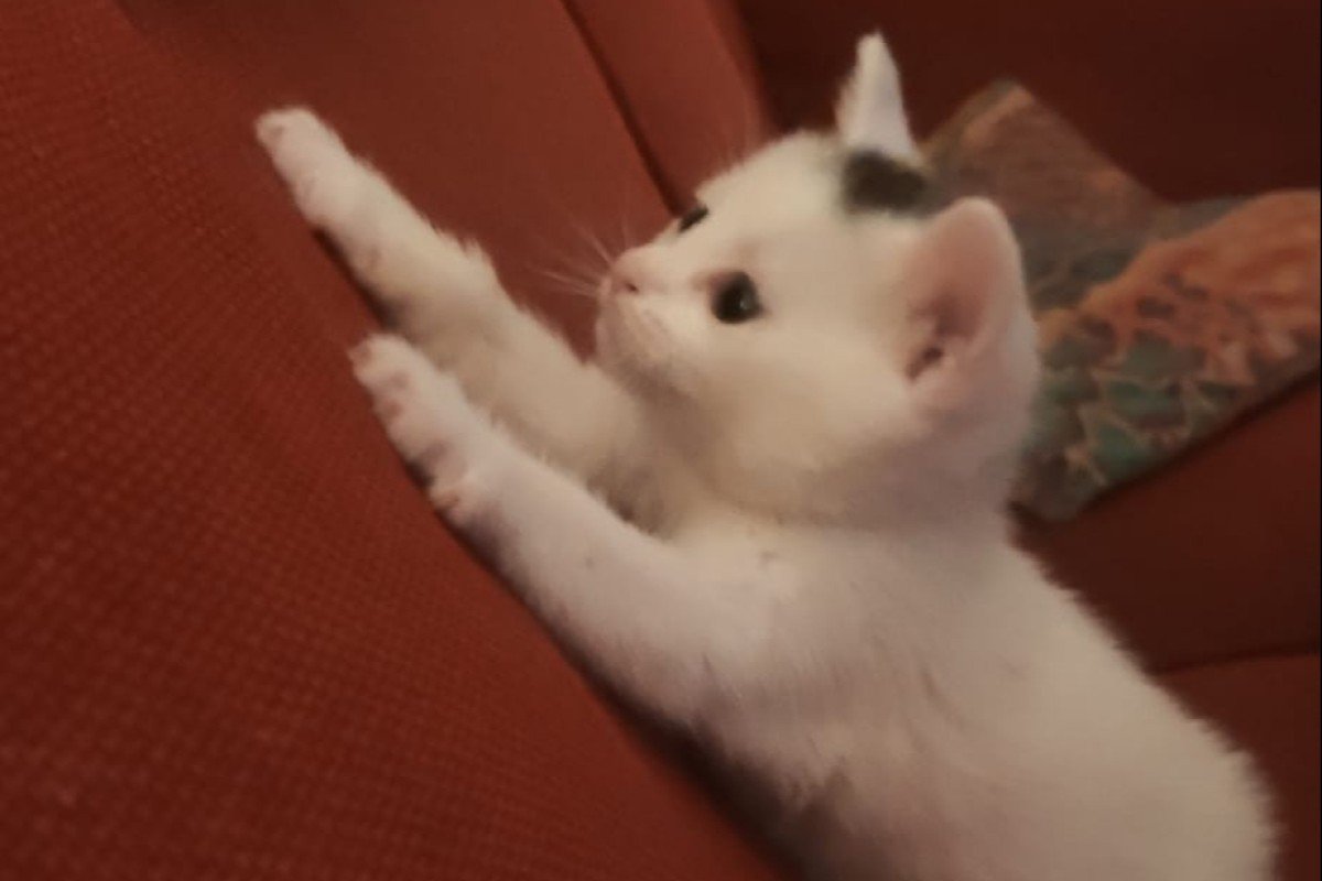 Petje
