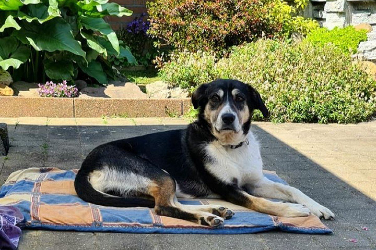 Loki