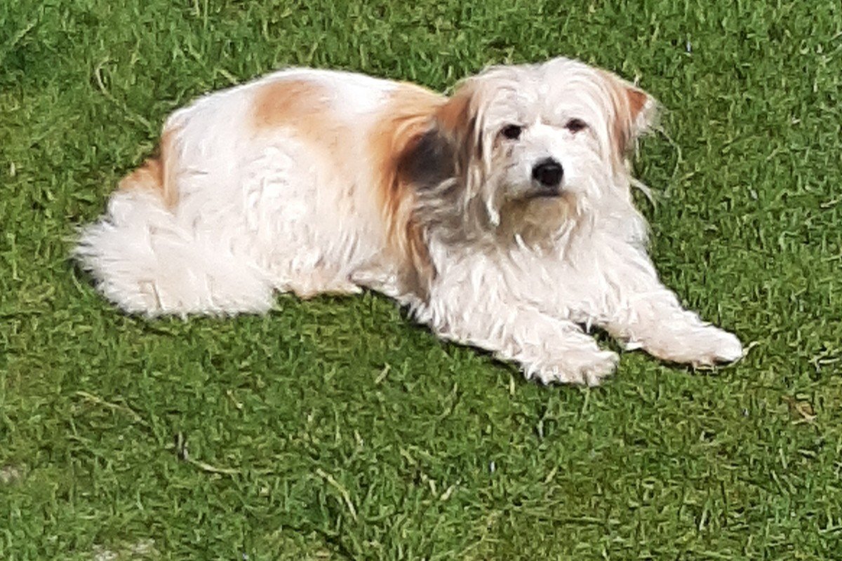 Daisy