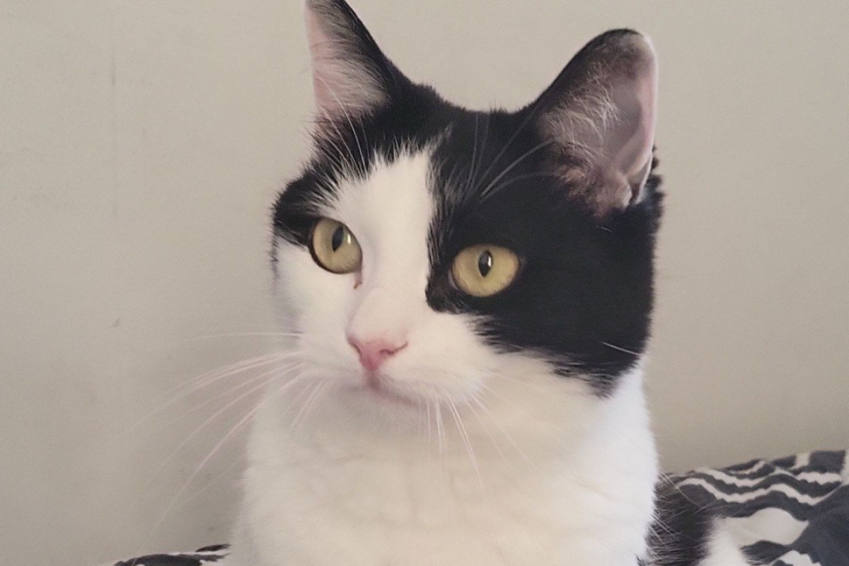 Nova