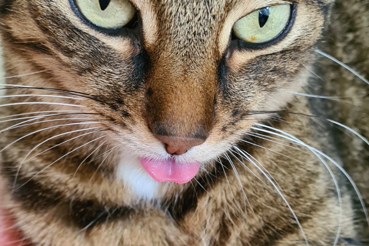 Isa
