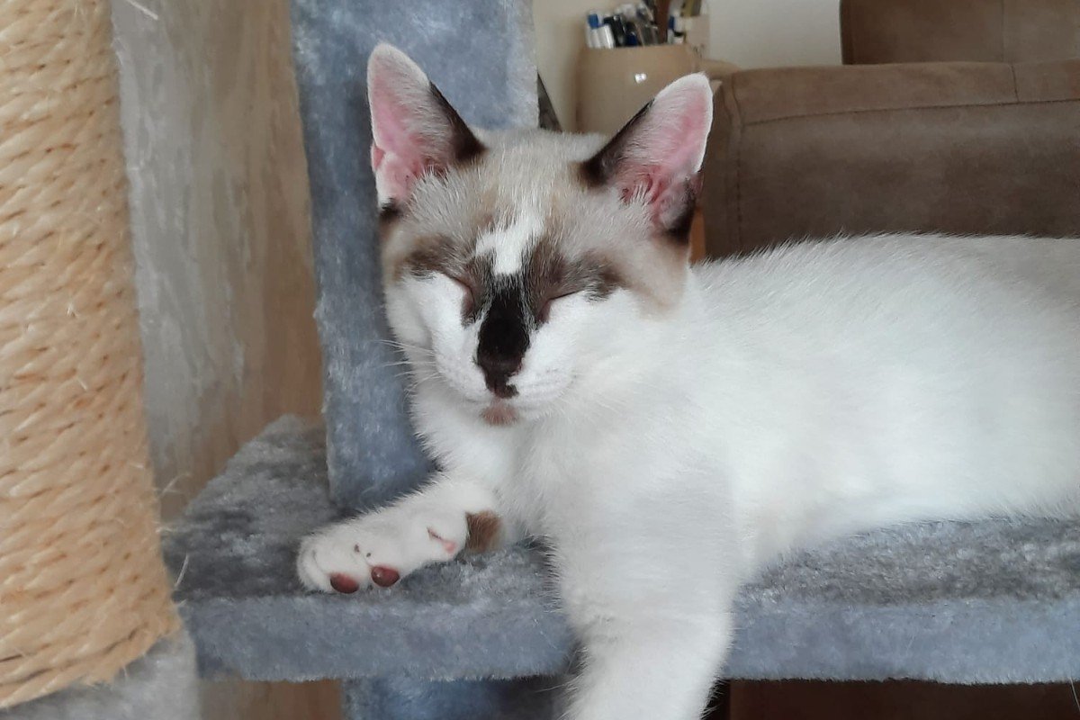 Sammy