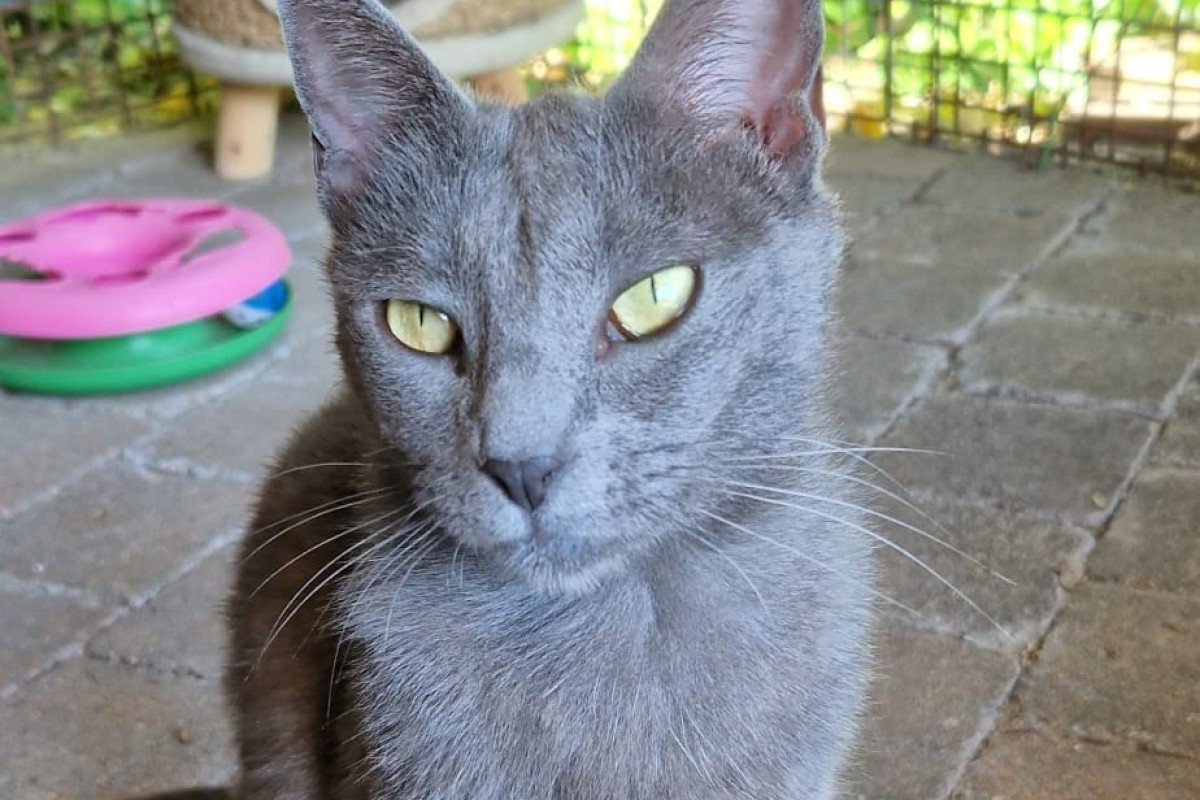 Sheva
