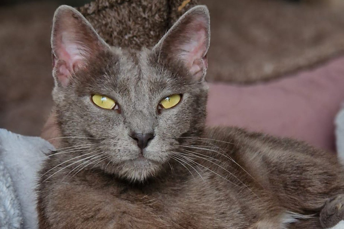 Sheva