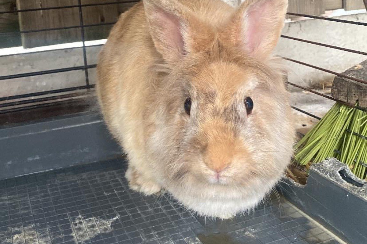 Snoetje
