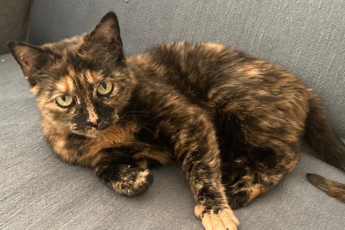 Poes Pukkie