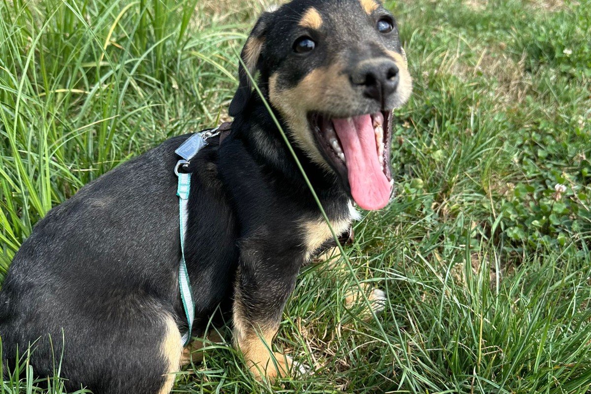 Mateo