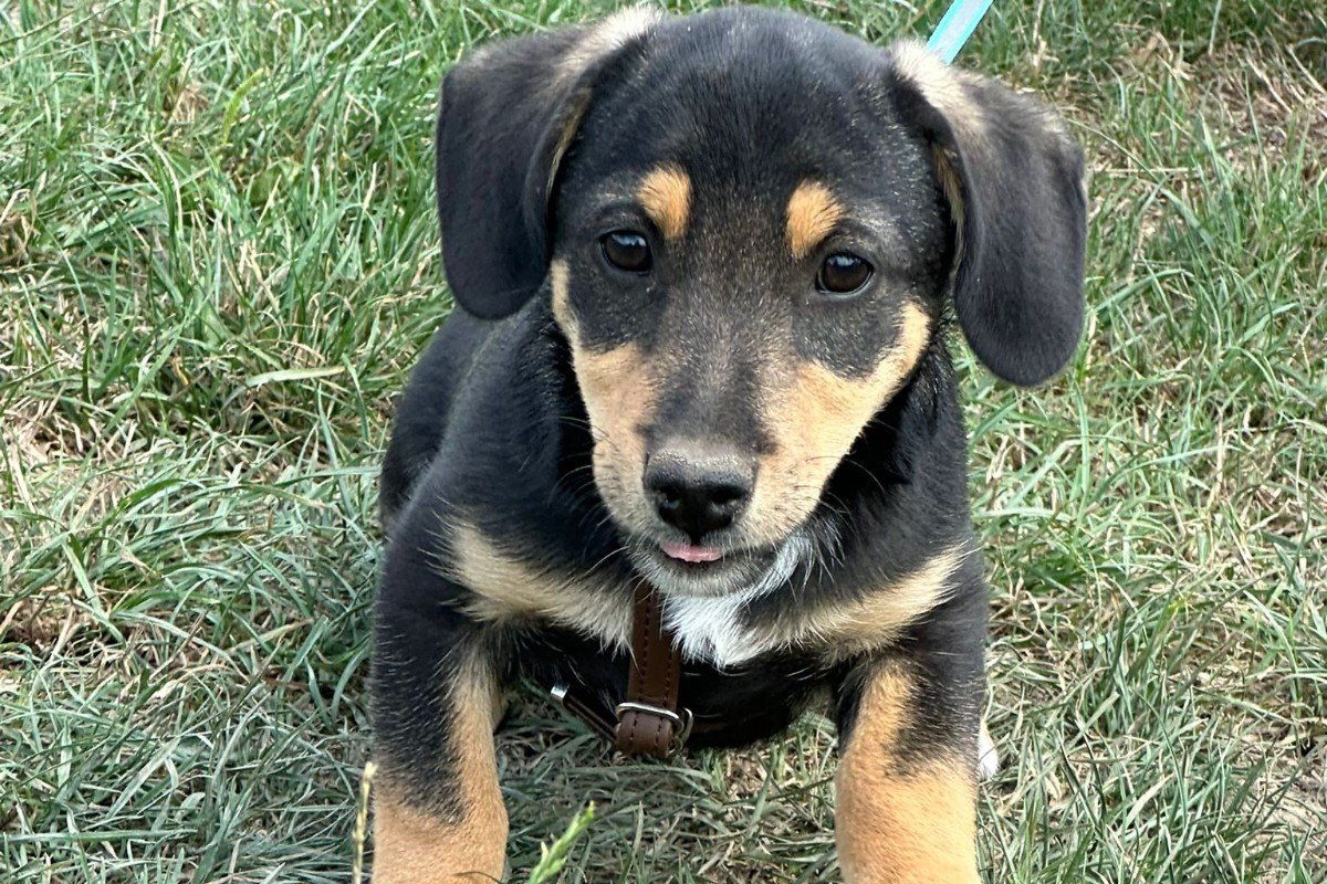 Mateo