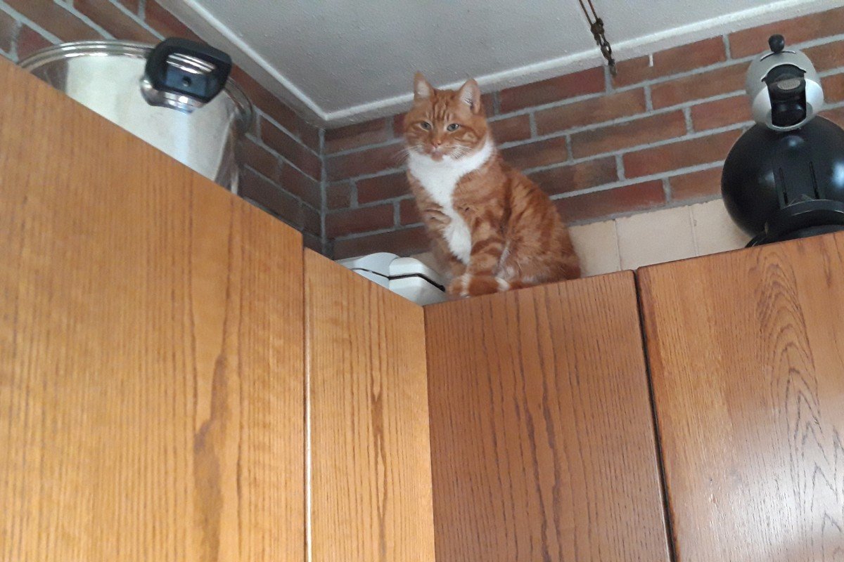 Bootsie