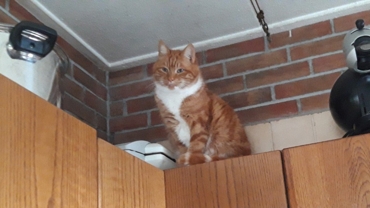 Bootsie