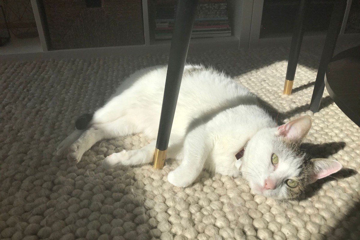 Pitou