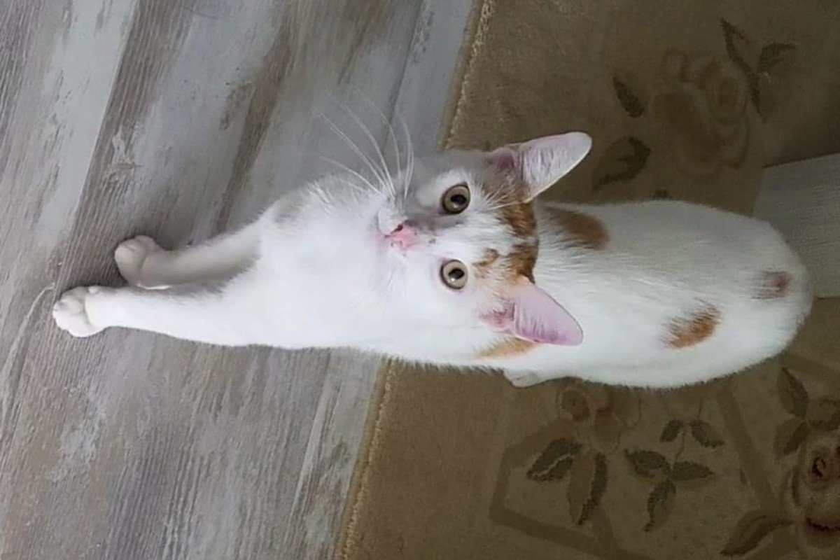Minnoş