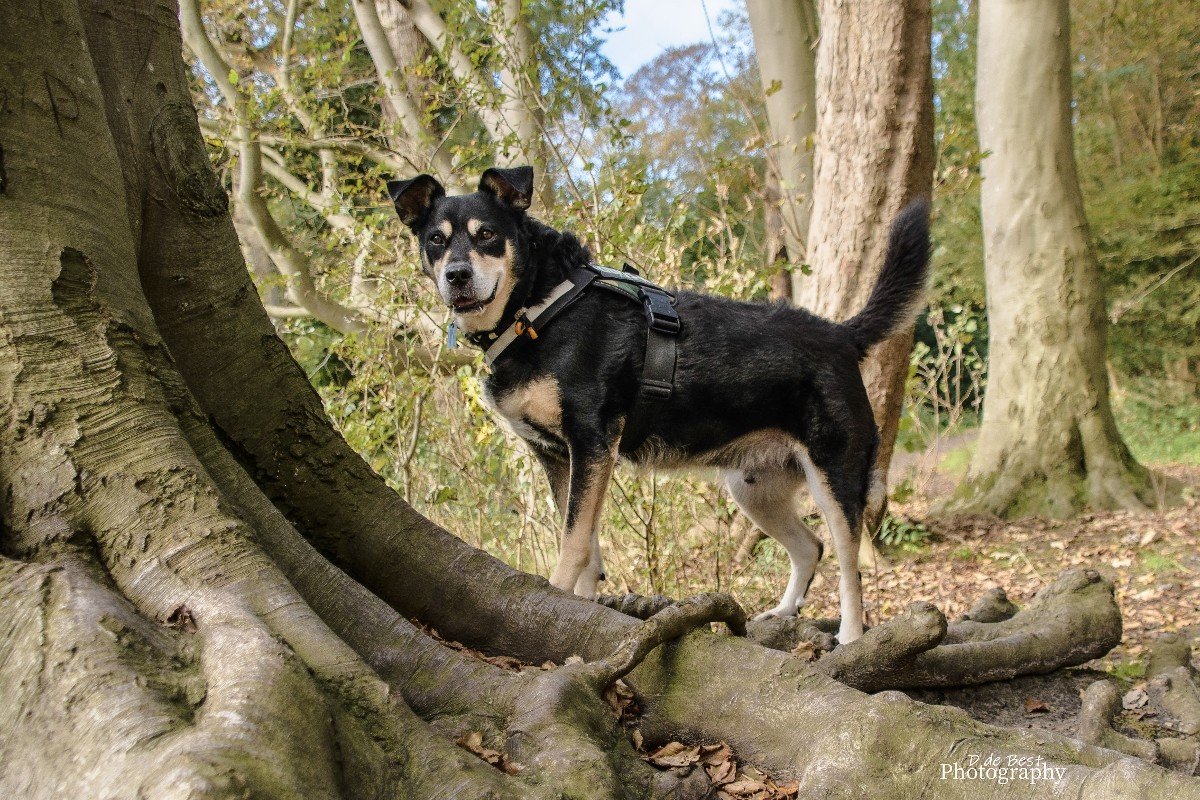 Kodi