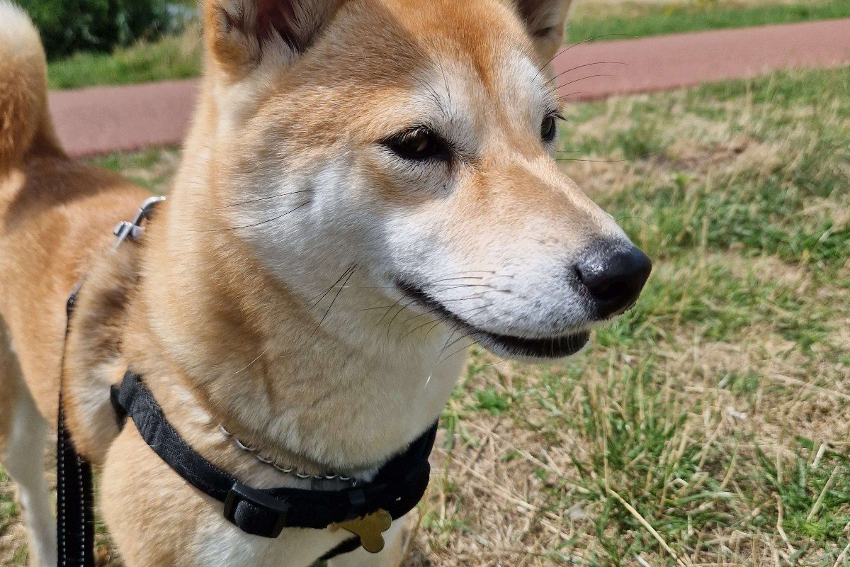 Yoshi
