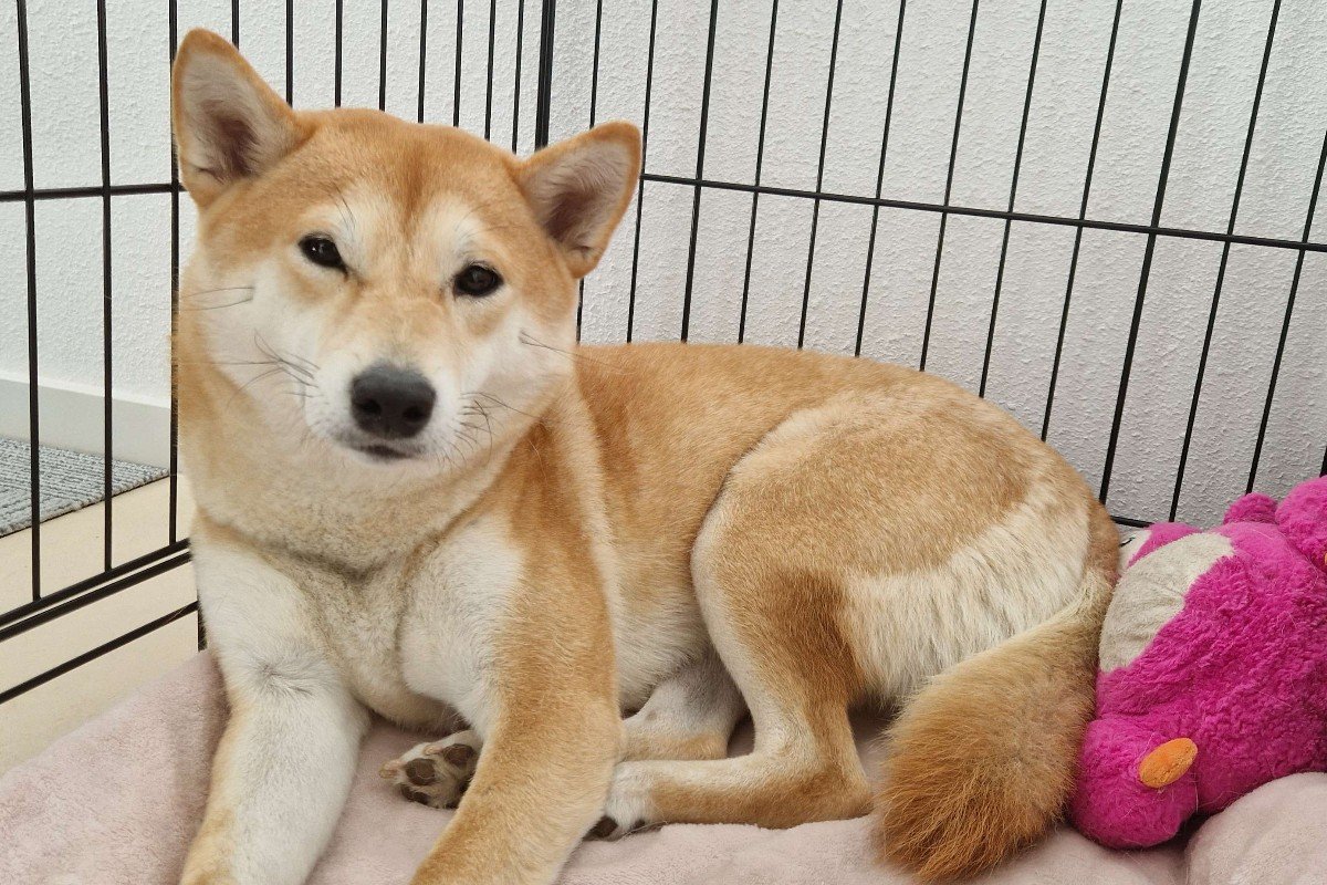 Yoshi