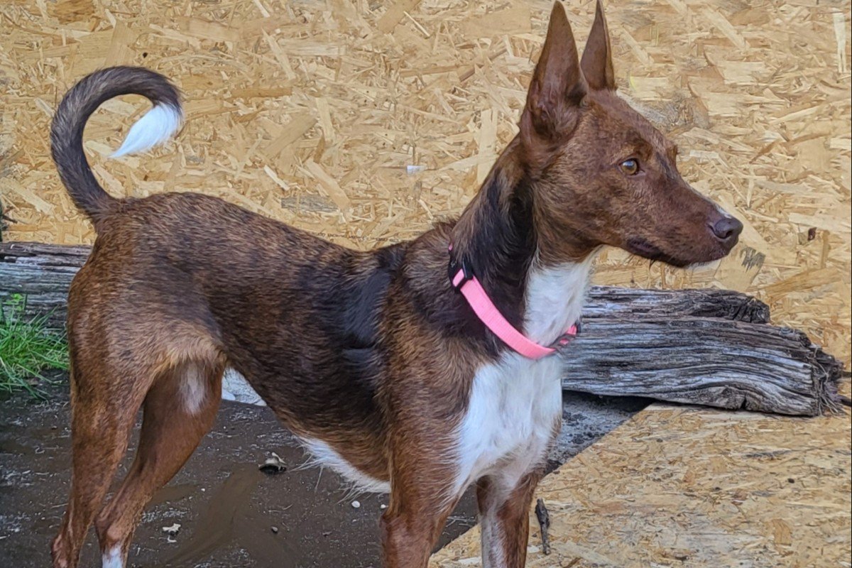 Daisy