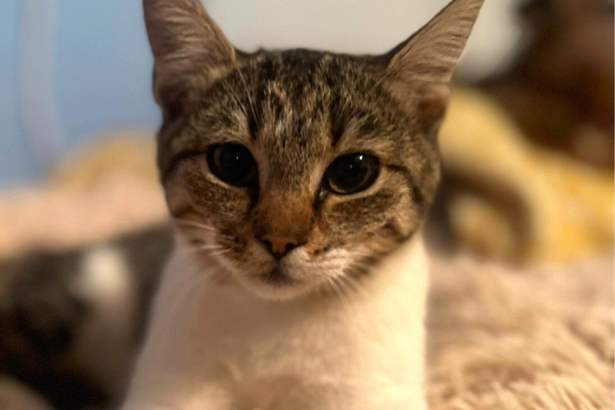 Mia