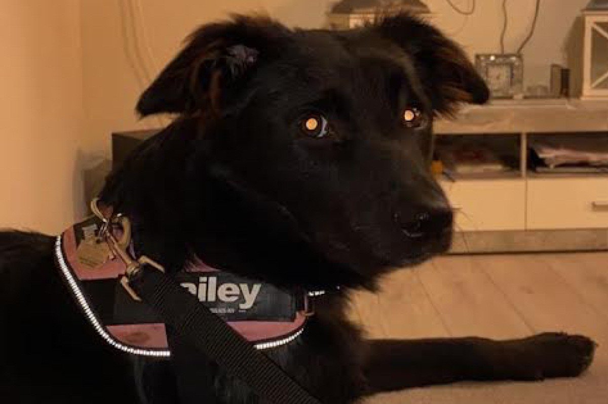 Bailey