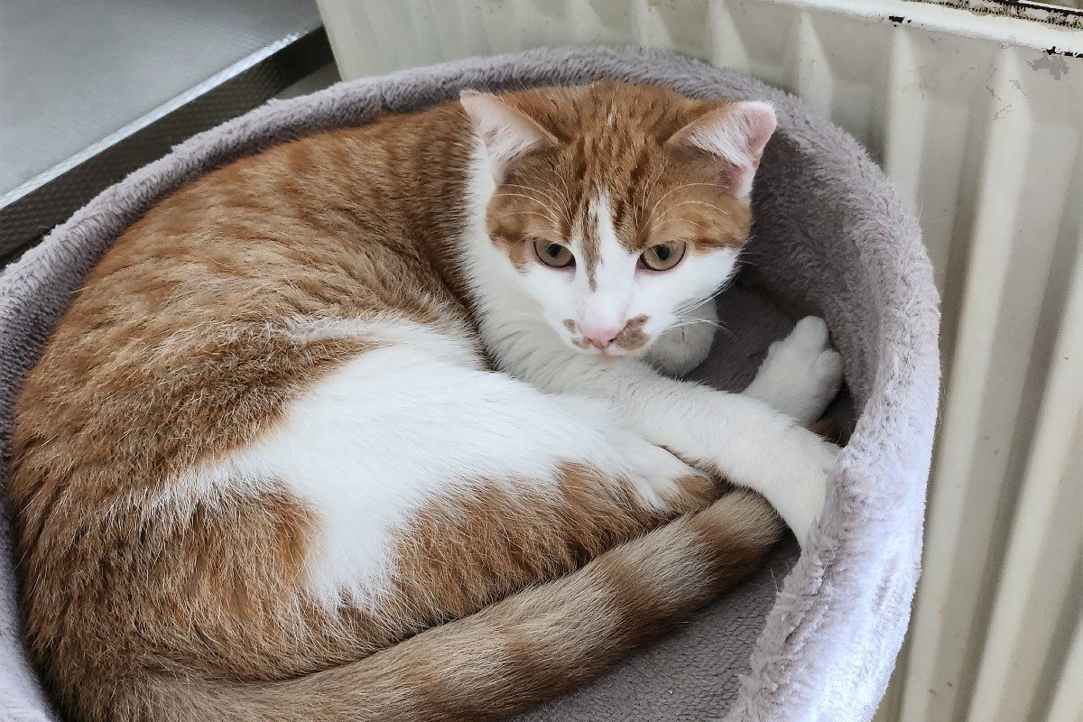 *SPOED* Pietje Koelie