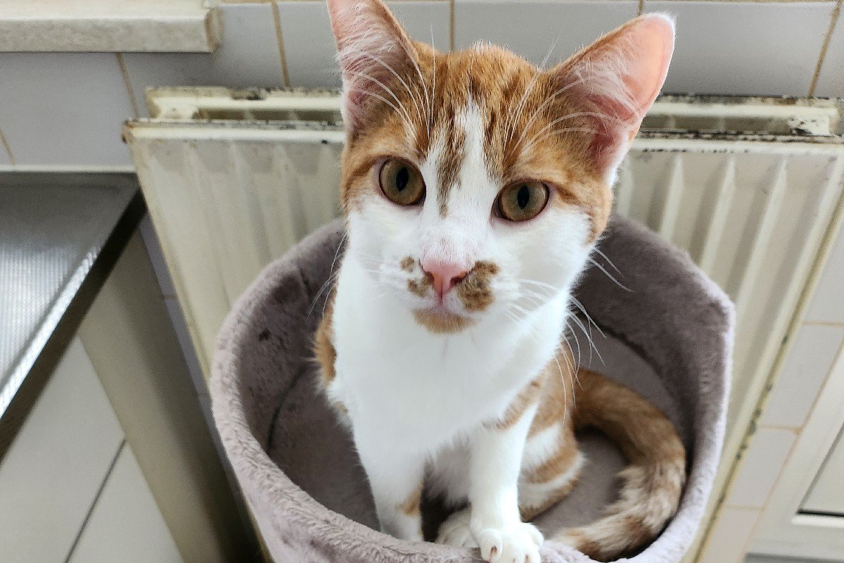 *SPOED* Pietje Koelie