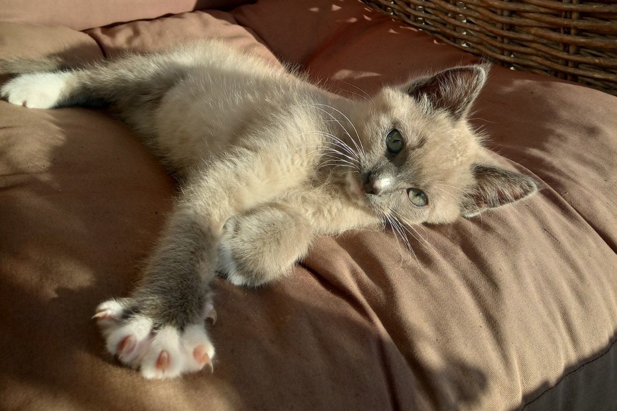 Yuki