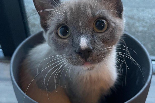 Yuki