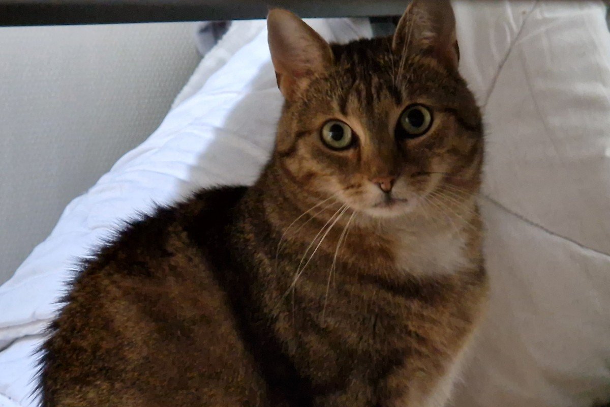 Izzy