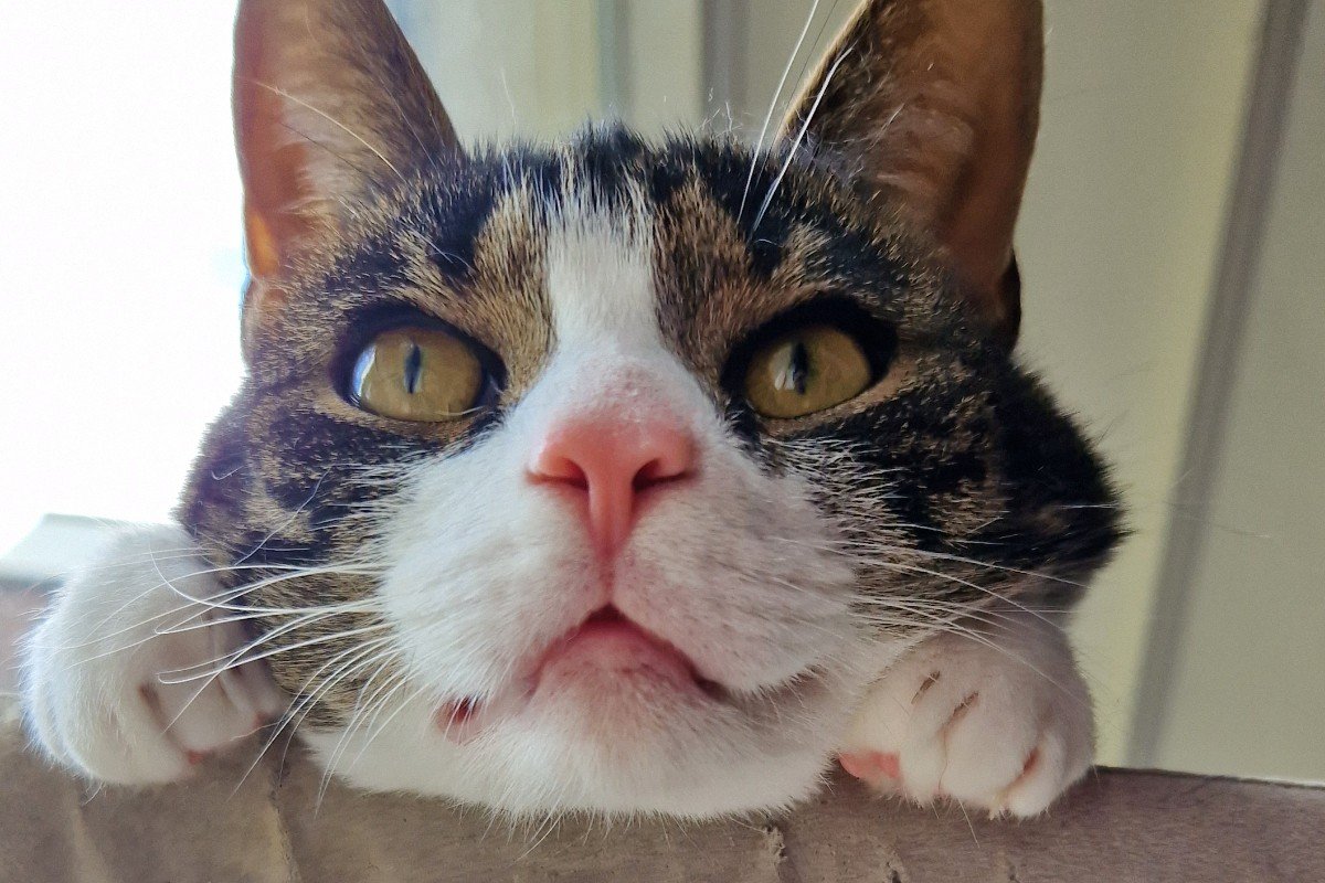 Benson