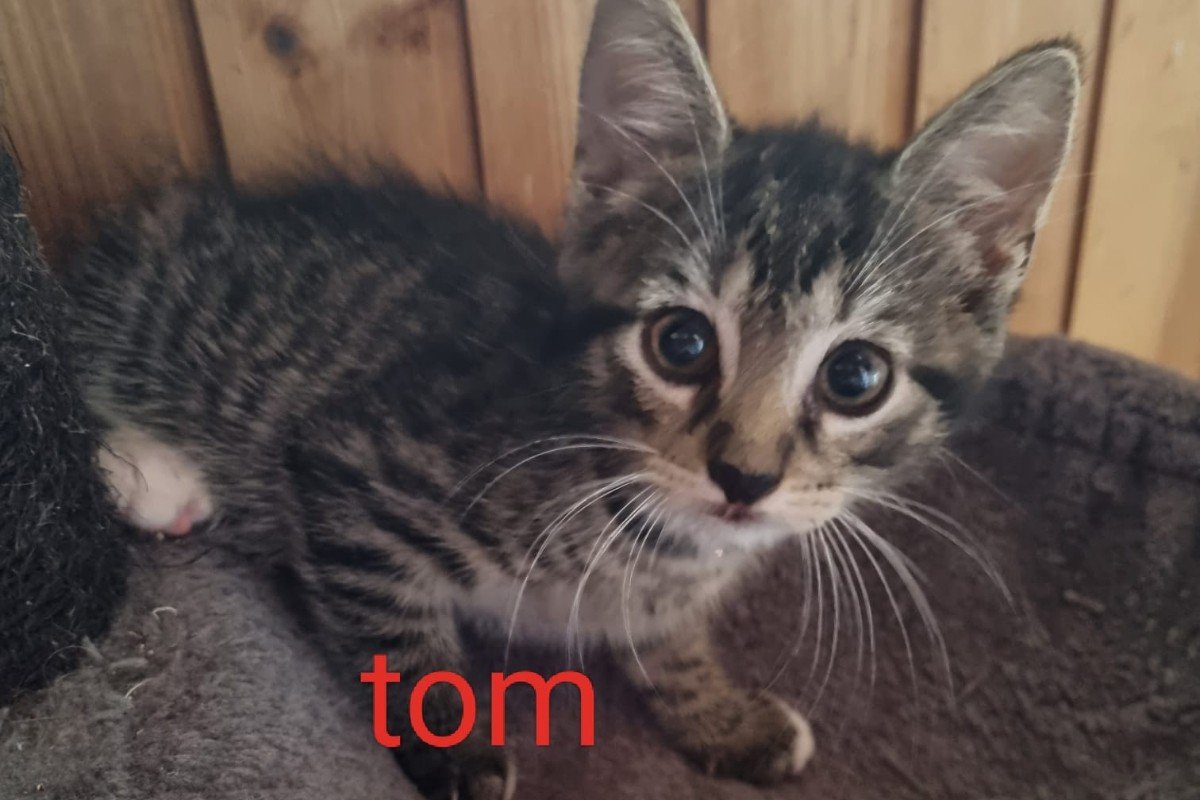 Tom