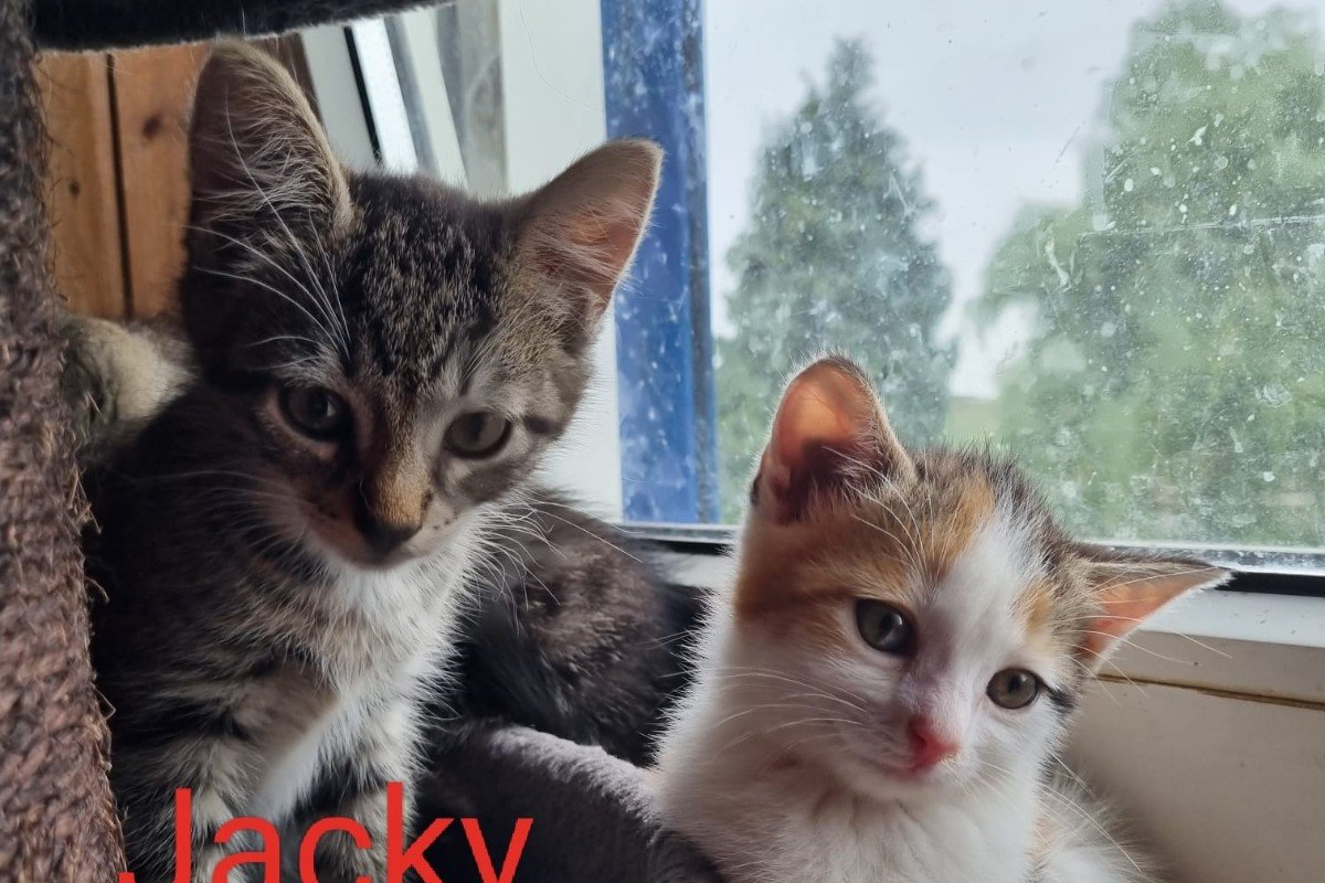 Jacky