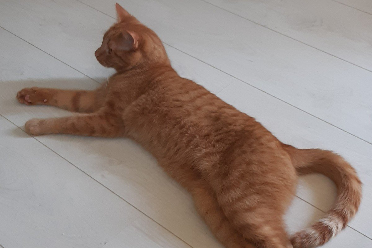 Murphy
