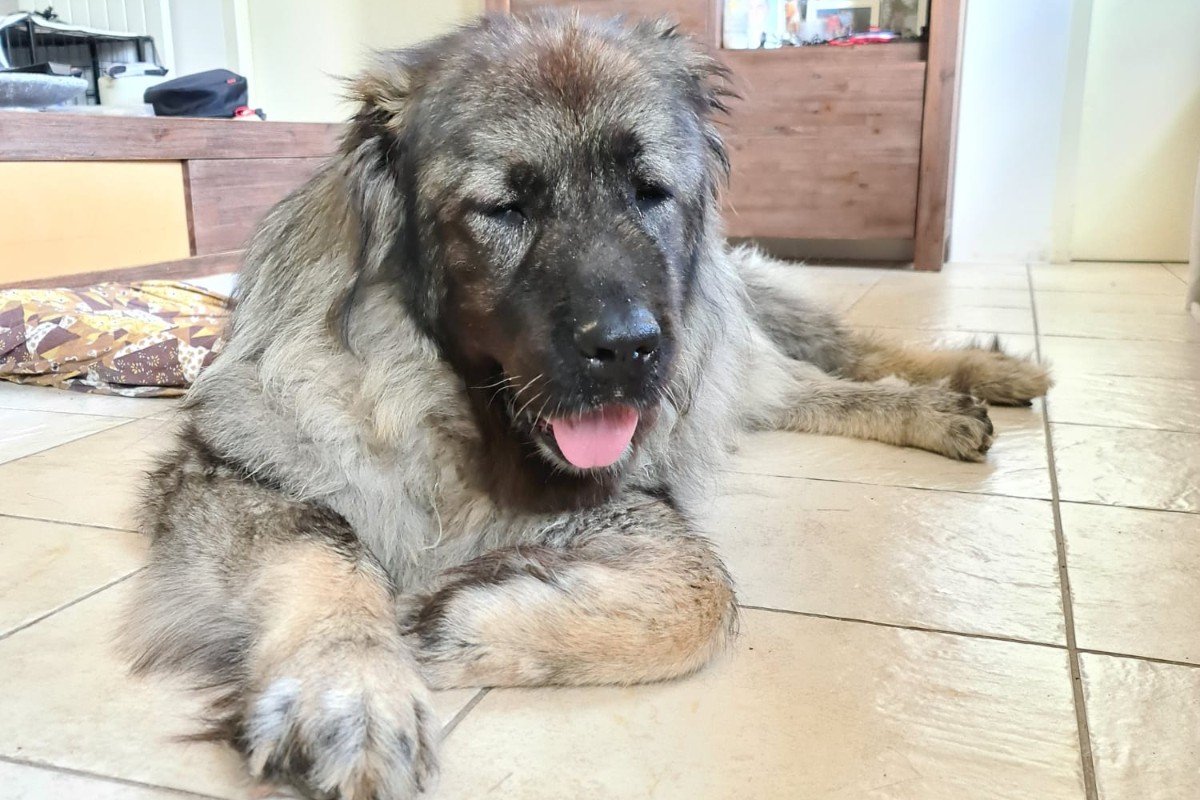 Heidi