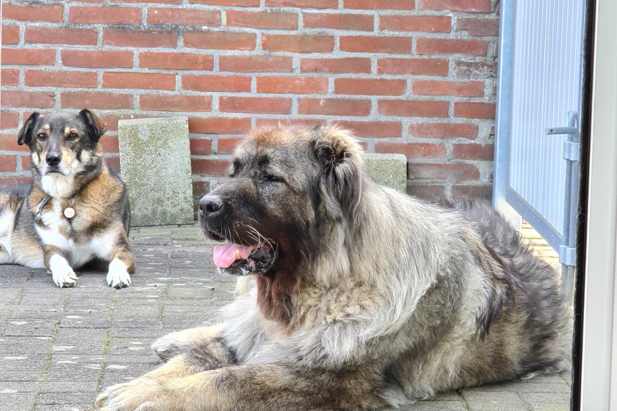 Heidi
