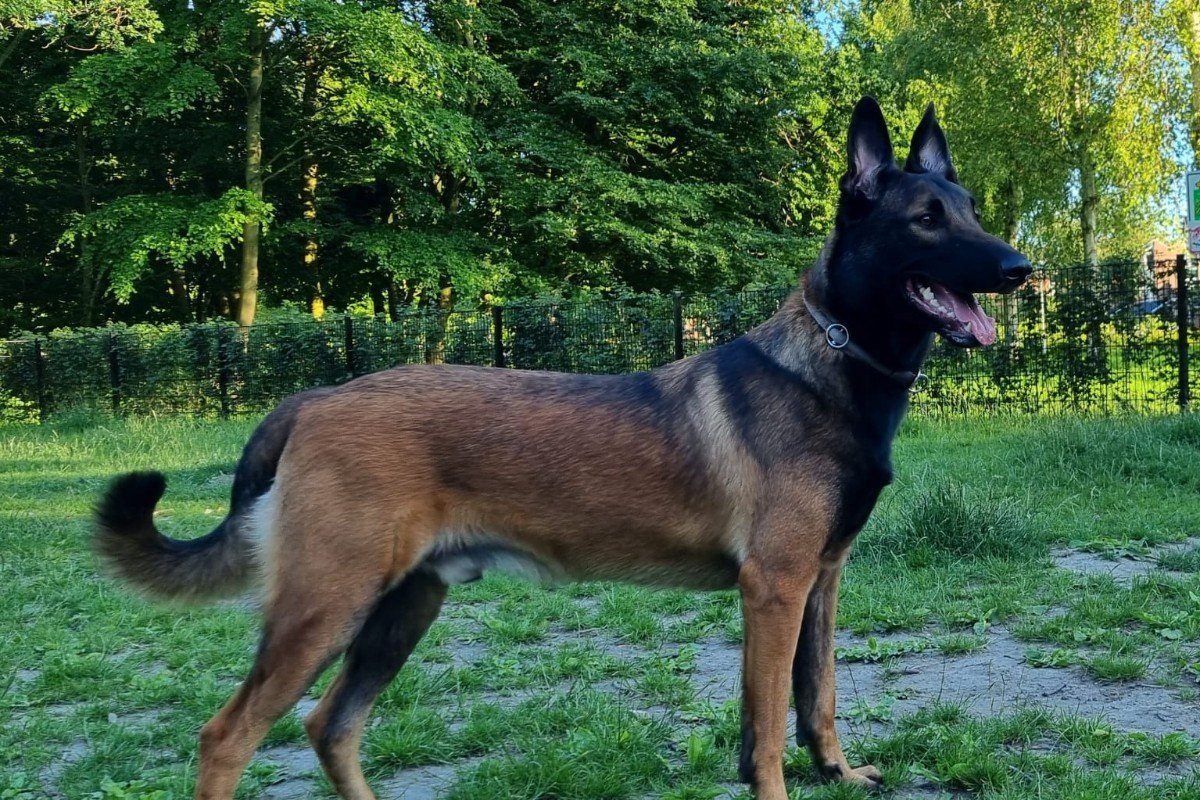 Chase