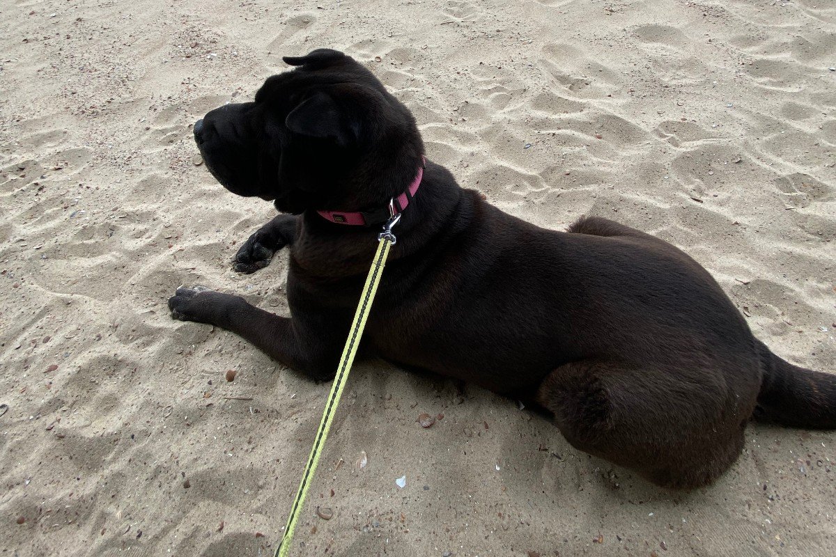 Lola