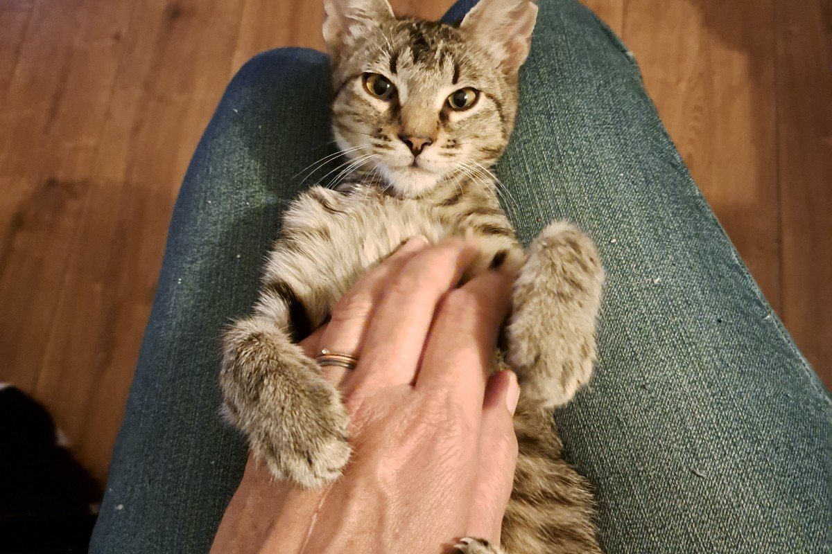 Sammy