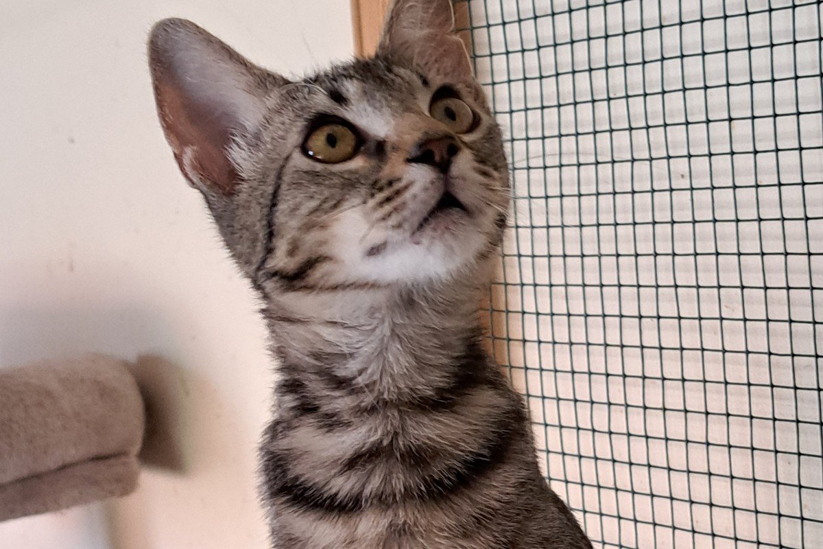 Sammy