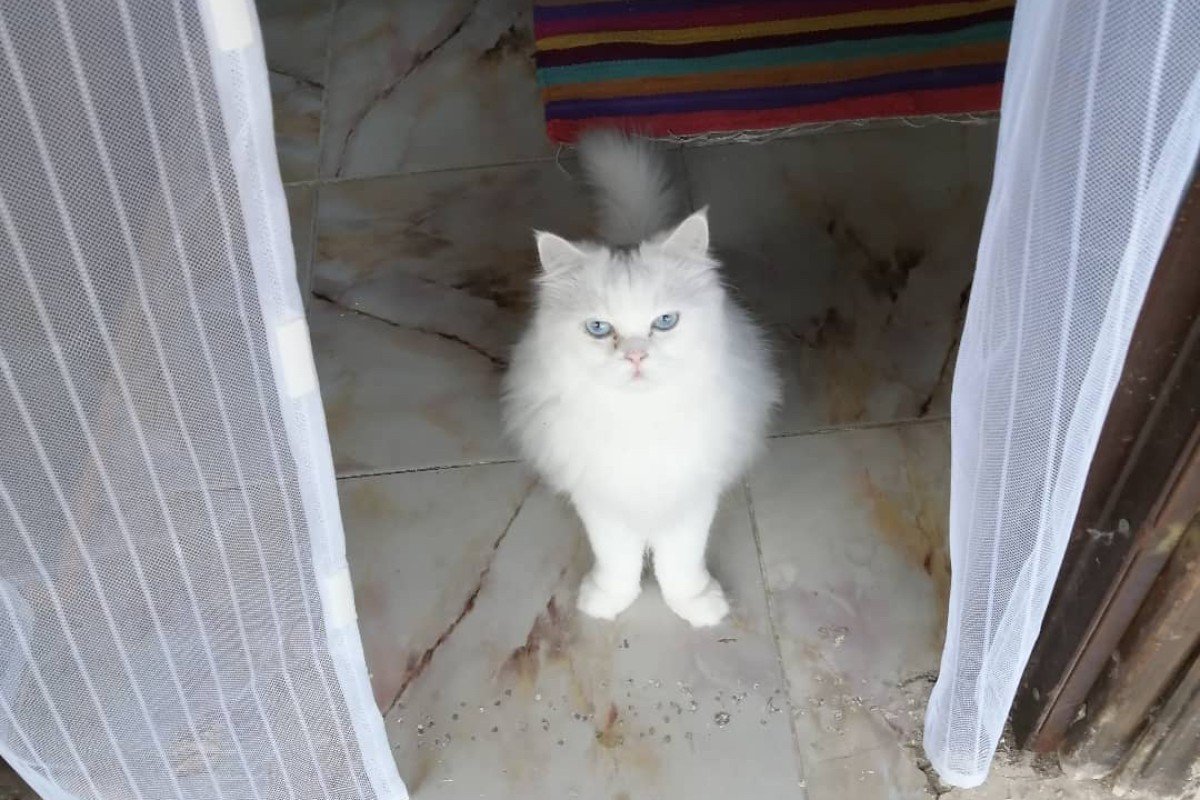 Whitey