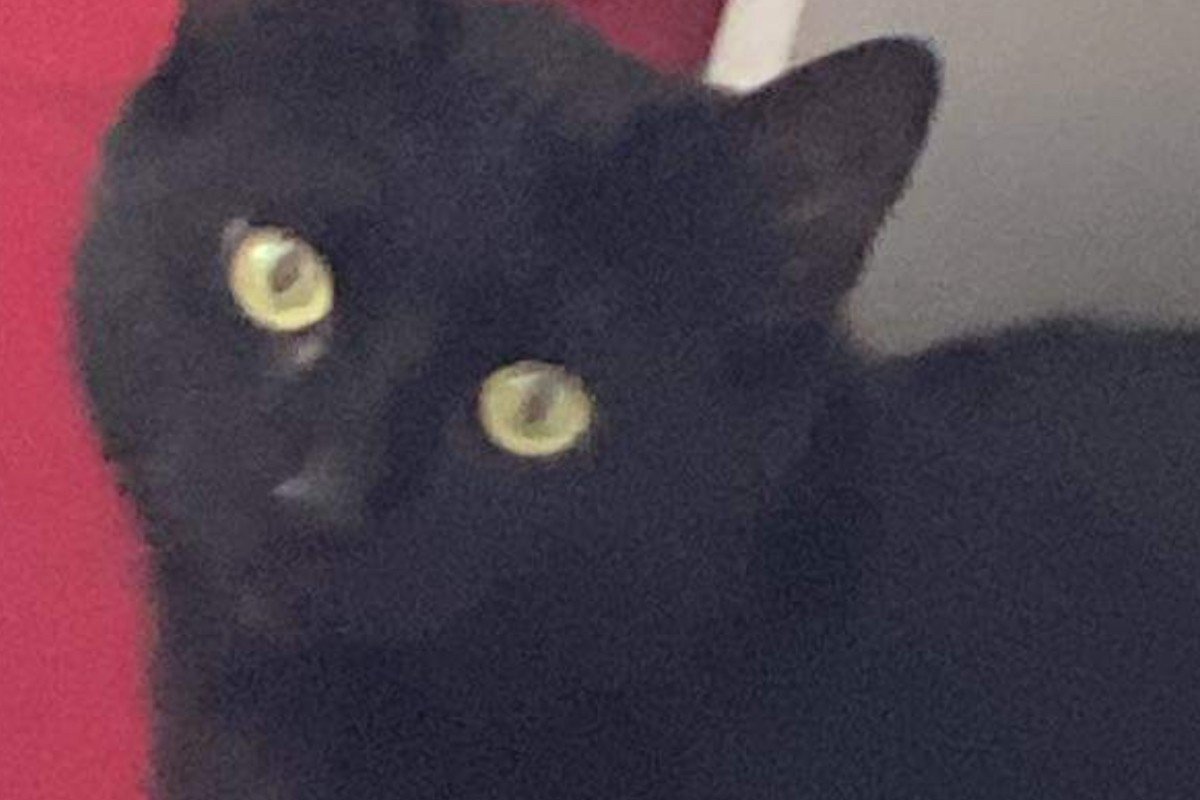Bibi