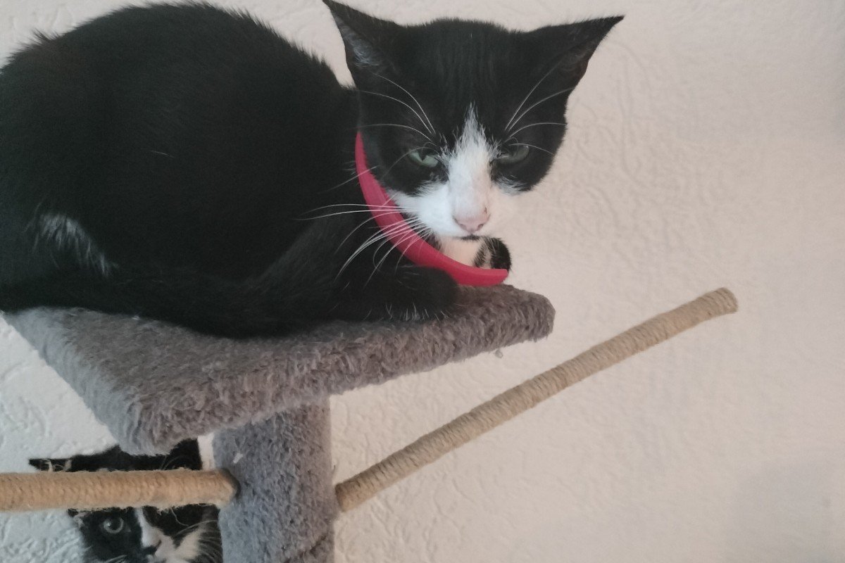 Mia