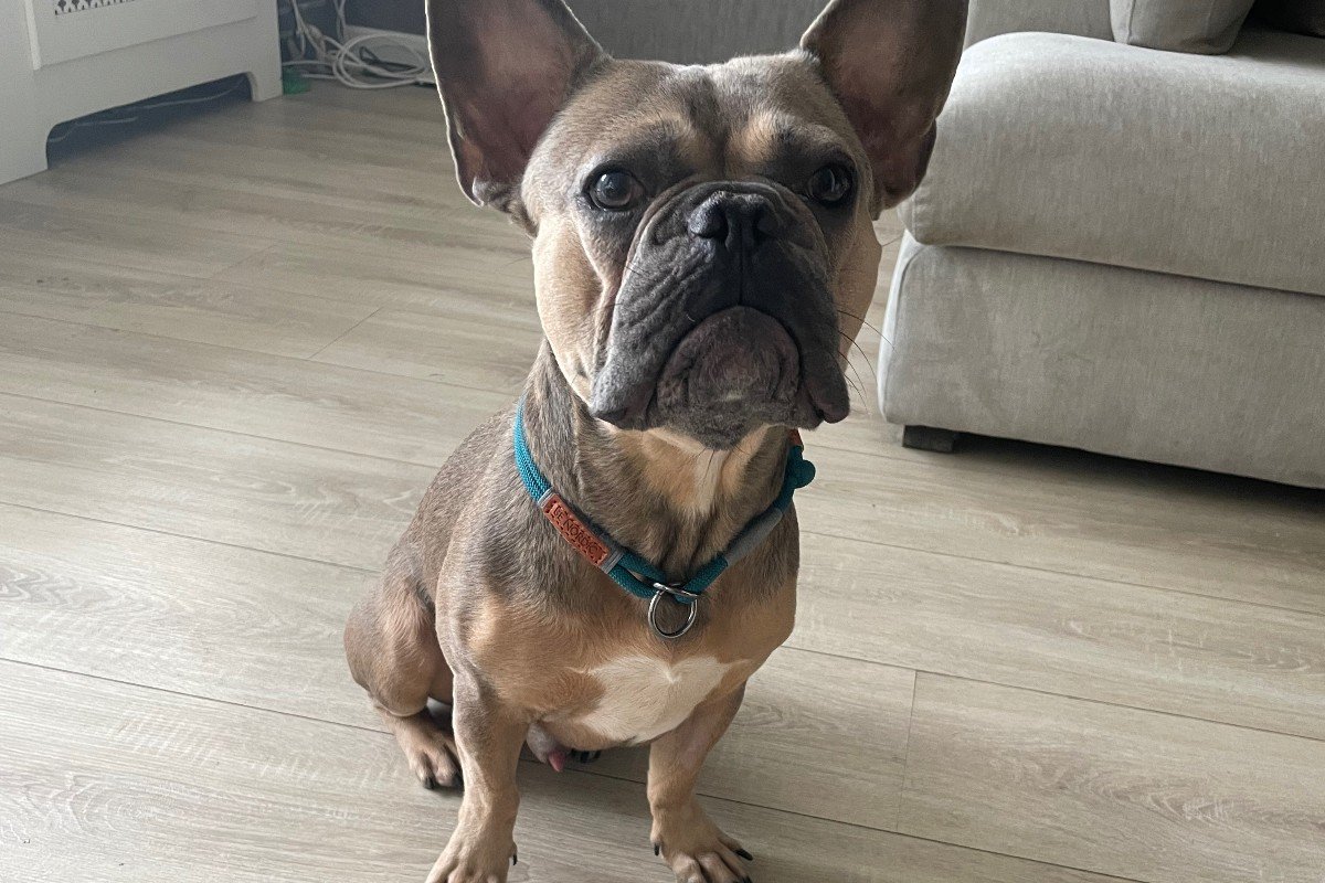 Bodi
