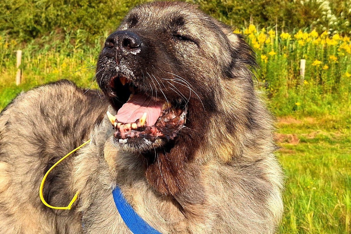 Heidi