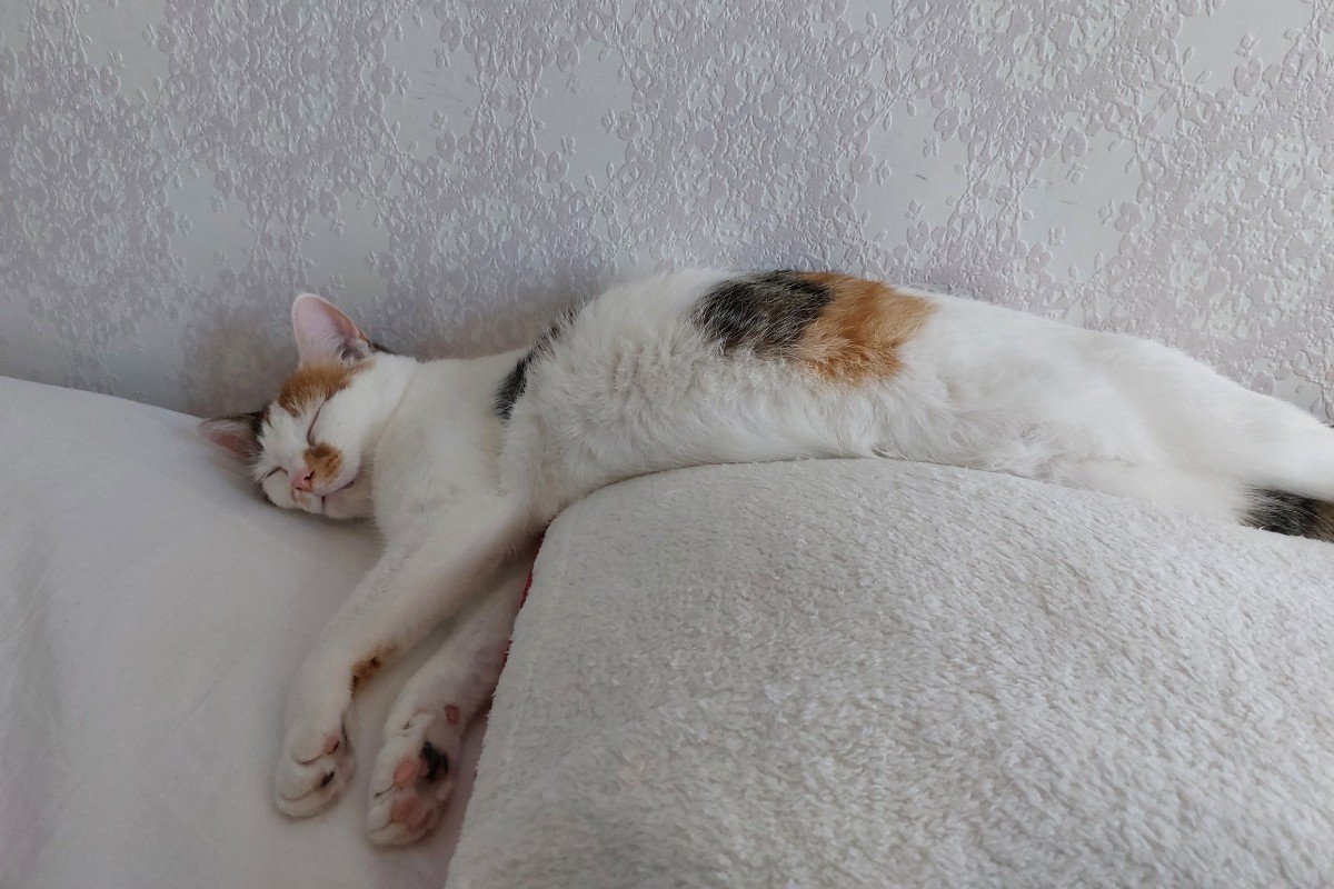 Lily