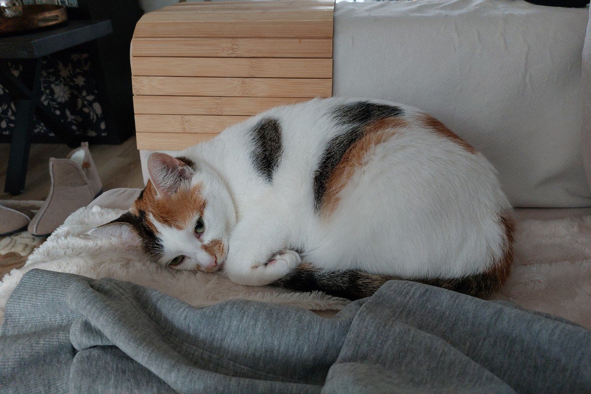 Lily